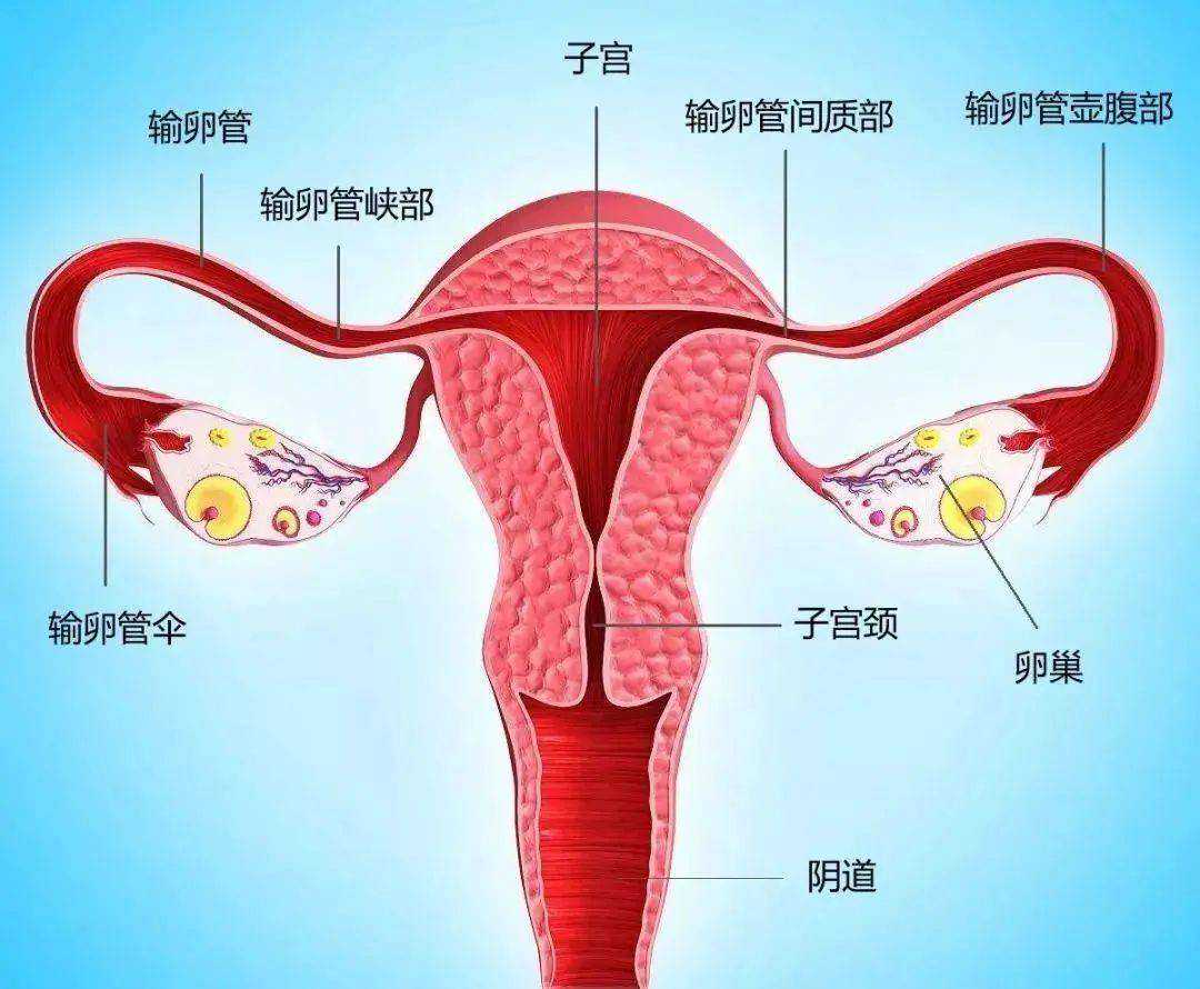 广州助孕生儿子概率，广州宫颈癌发病率上升近20%预防宫颈癌筛查做好三步